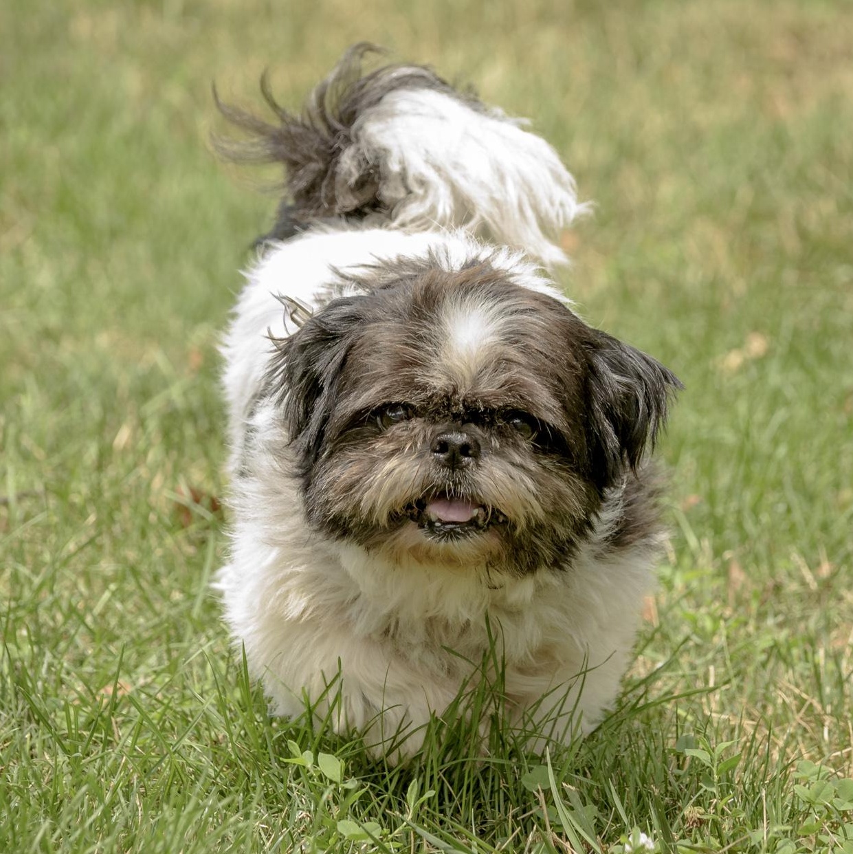 Enlarge Earl, a Adoptable Shih Tzu in Lambertville, NJ image 2/3