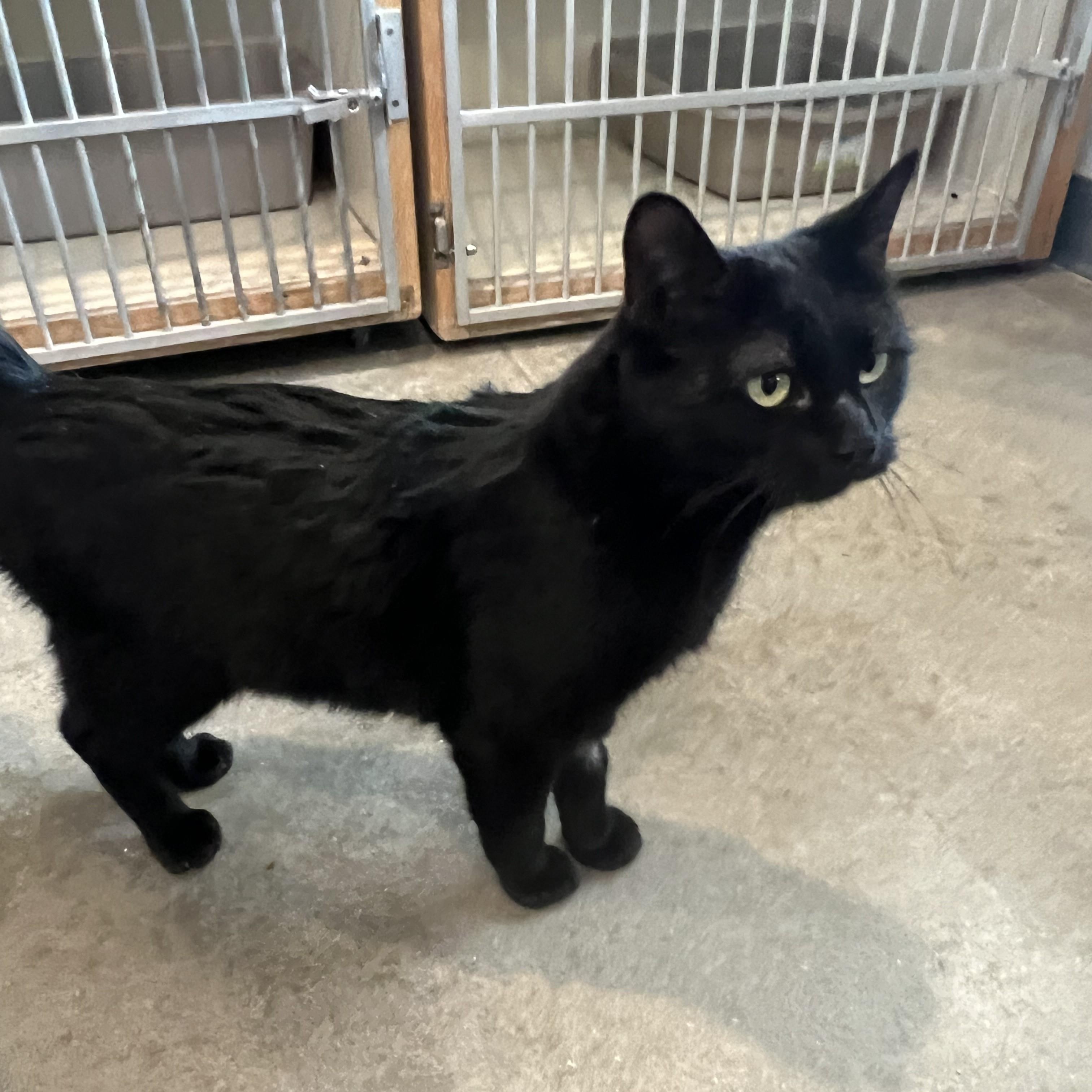 Enlarge Mina, a ADOPTABLE Domestic Short Hair in Bonners Ferry, ID image 2/4