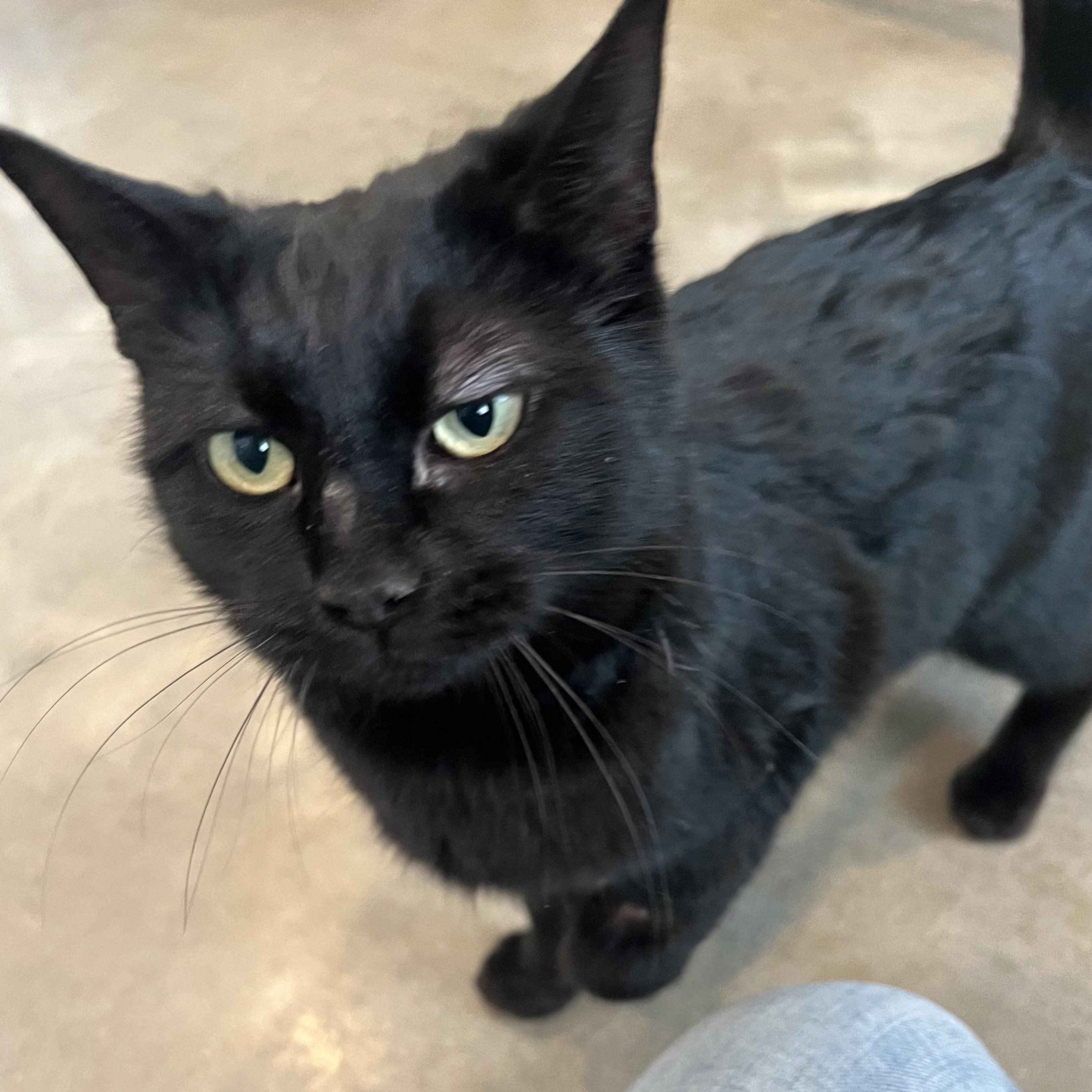 Mina, ADOPTABLE, Young Female Domestic Short Hair.