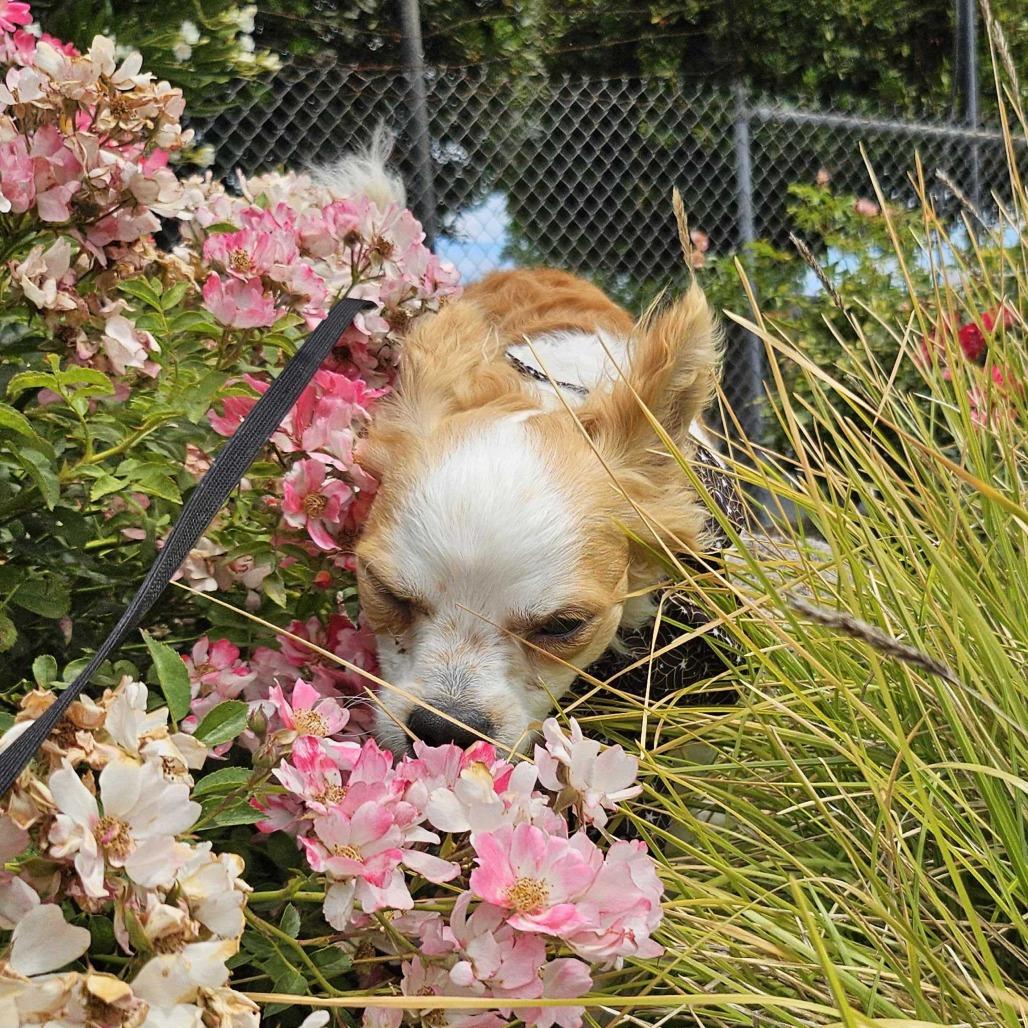 Falcor, Adoptable, Adult Male Mixed Breed.