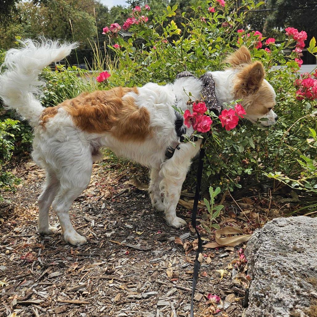 Falcor, a Adoptable Mixed Breed in Sonoma, CA image 2/6