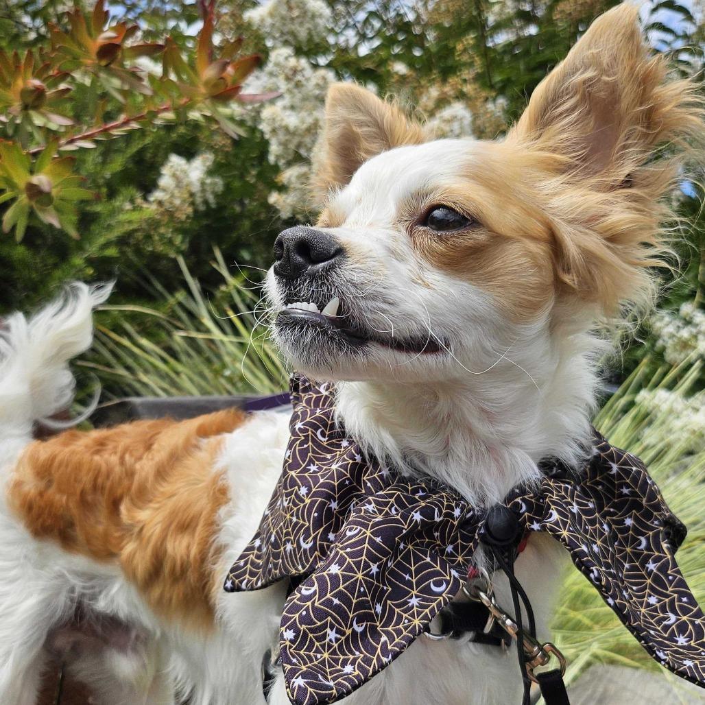 Falcor, a Adoptable Mixed Breed in Sonoma, CA image 3/6