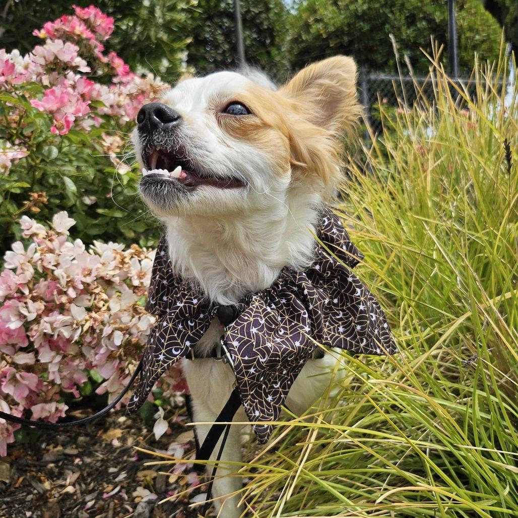 Falcor, a Adoptable Mixed Breed in Sonoma, CA image 4/6