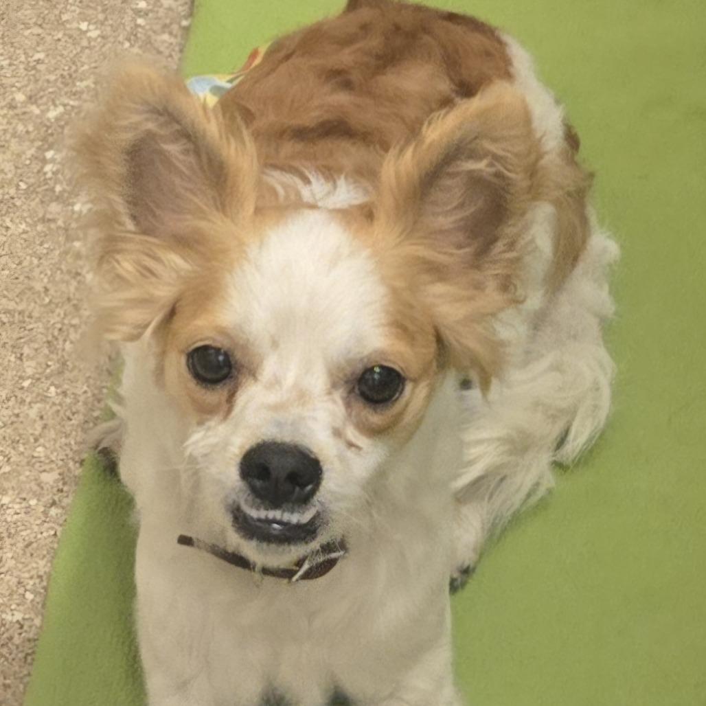 Falcor, a Adoptable Mixed Breed in Sonoma, CA image 5/6