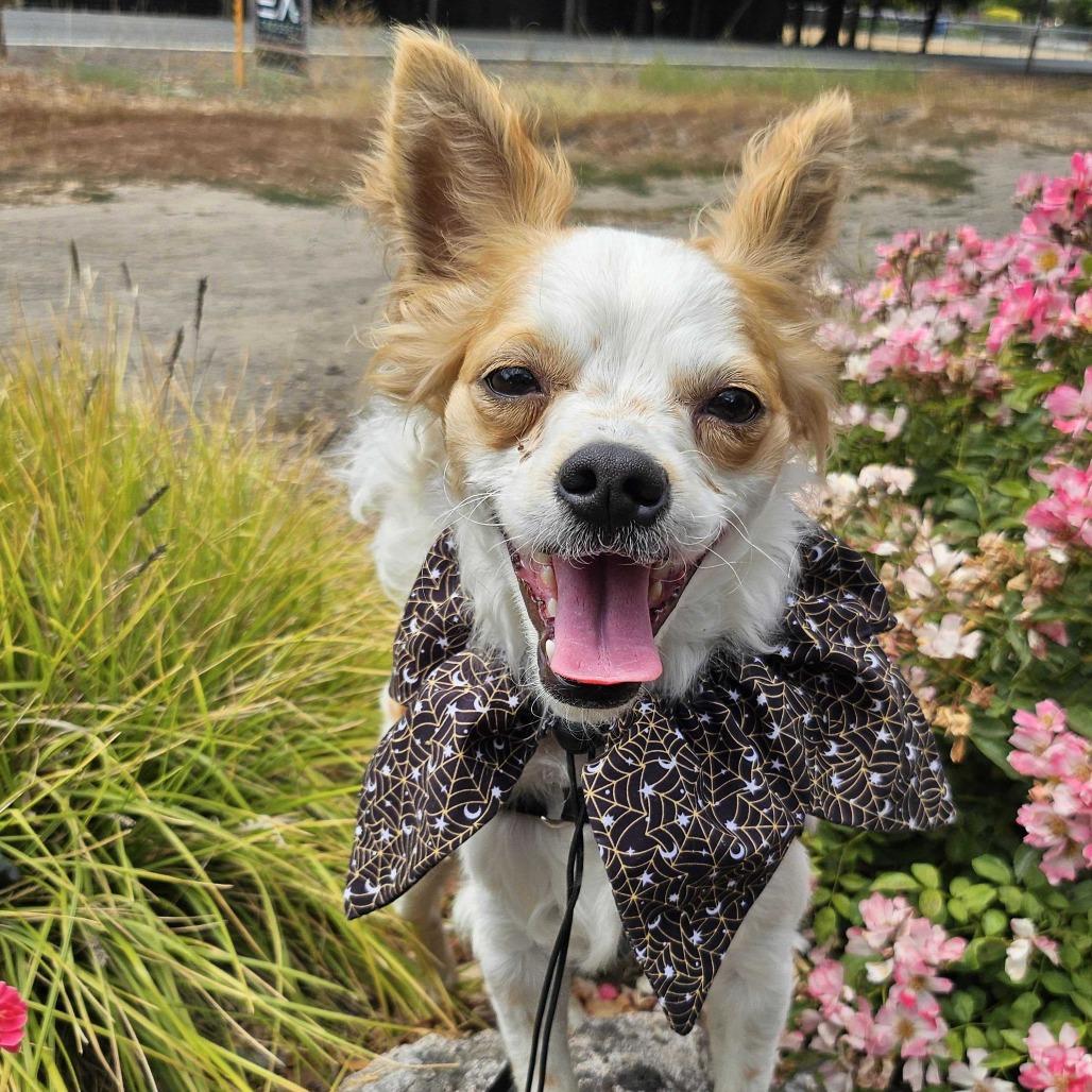 Falcor, a Adoptable Mixed Breed in Sonoma, CA image 6/6