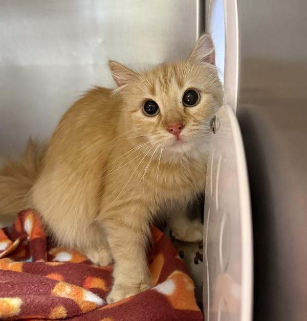 Dipper, Adoptable, Adult Female Domestic Medium Hair.