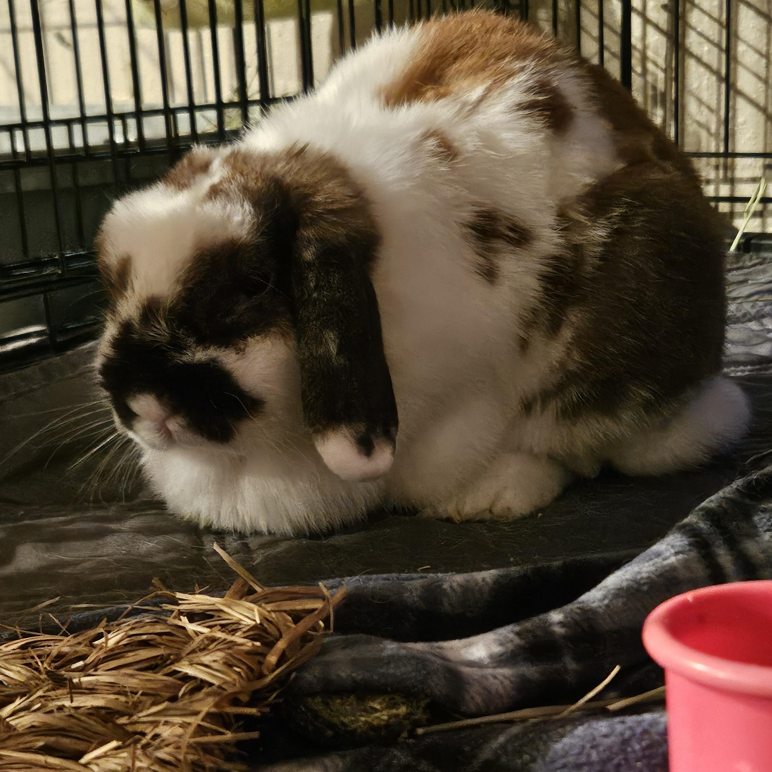 Latte, ADOPTABLE, Adult Female Holland Lop.
