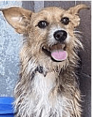 Enlarge Pierre, a Adoptable Terrier in Long Beach, CA image 3/3