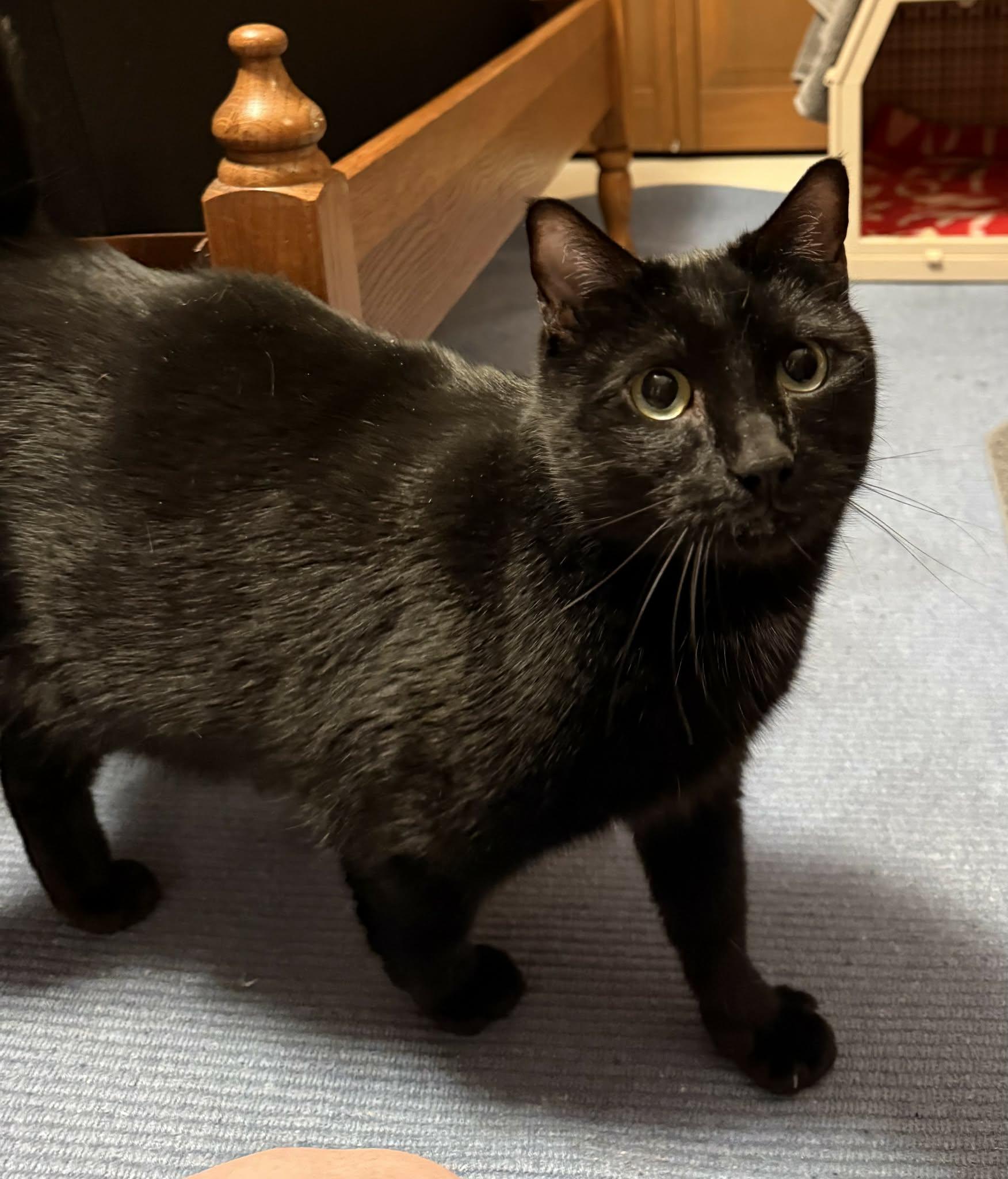 Enlarge Luna, a ADOPTABLE Domestic Short Hair in Mechanicsburg, PA image 2/4