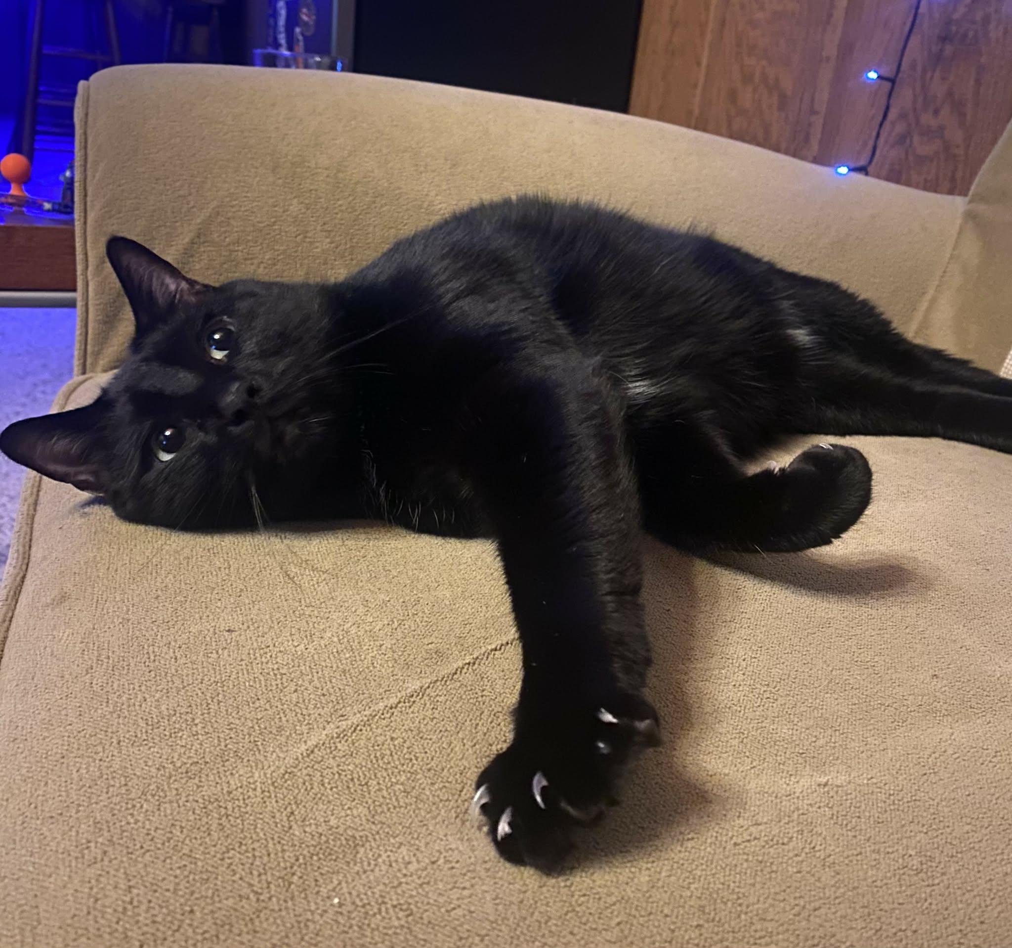 Enlarge Luna, a ADOPTABLE Domestic Short Hair in Mechanicsburg, PA image 3/4