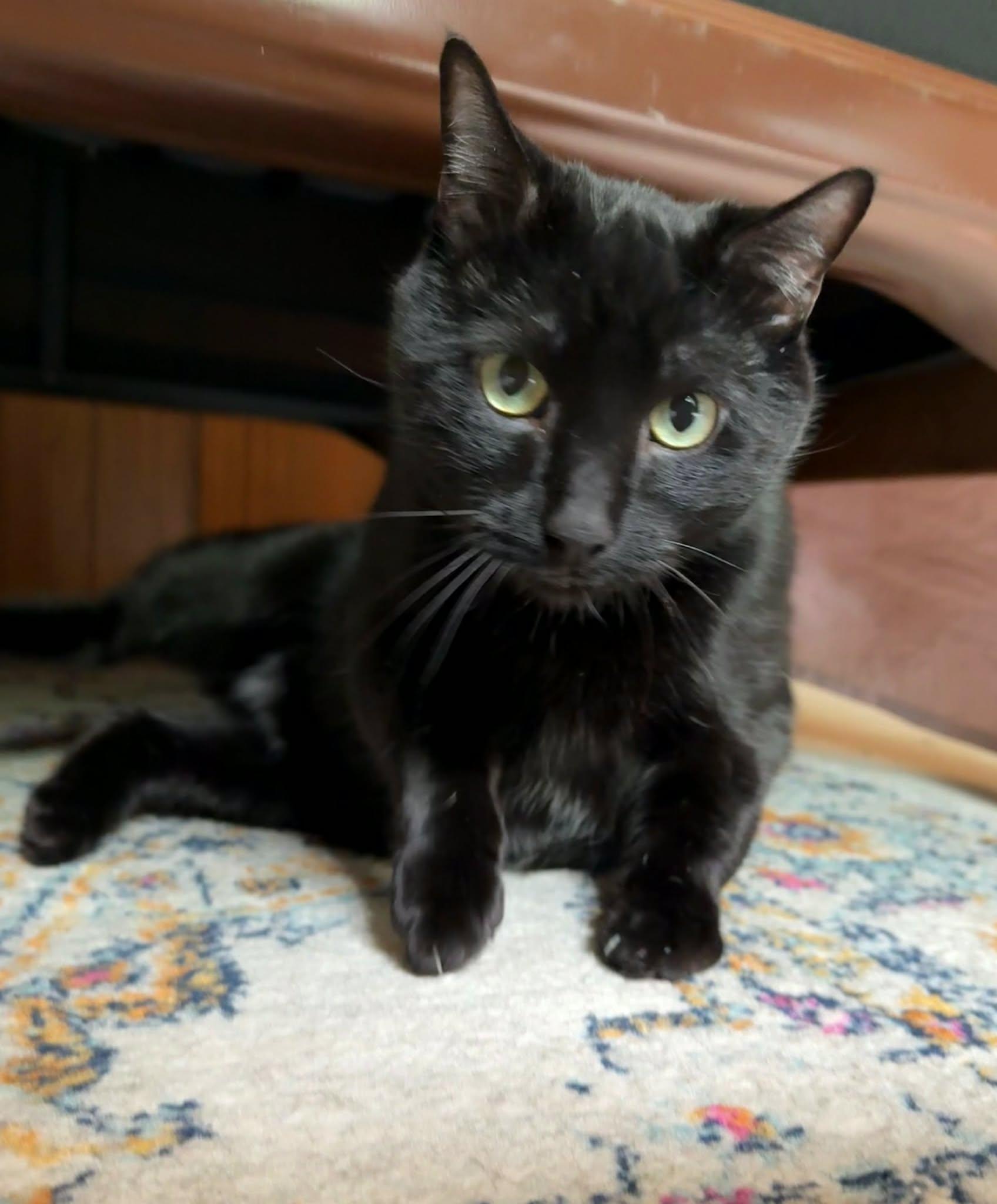 Luna, ADOPTABLE, Young Male Domestic Short Hair.