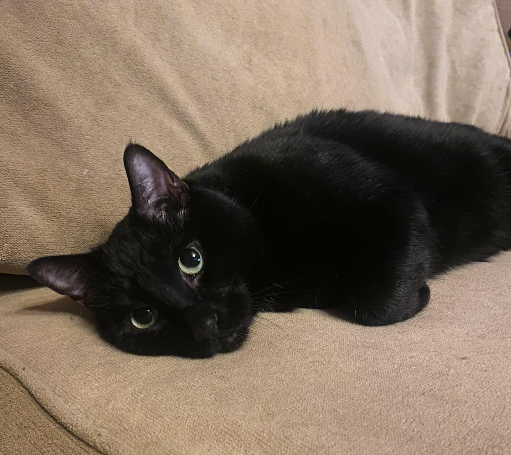 Enlarge Luna, a ADOPTABLE Domestic Short Hair in Mechanicsburg, PA image 4/4