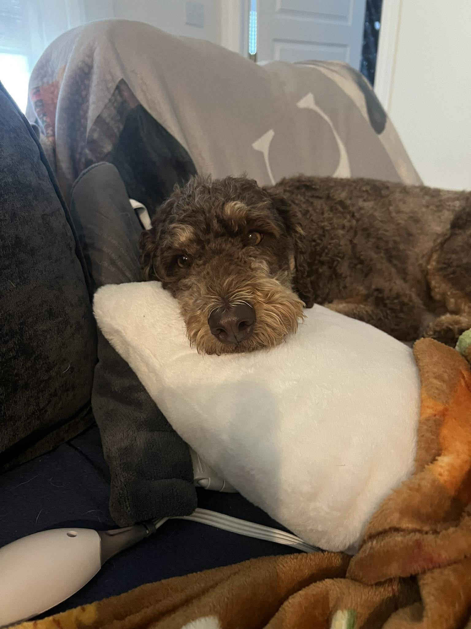 Enlarge Huck , a ADOPTABLE Poodle in Baker, LA image 4/6
