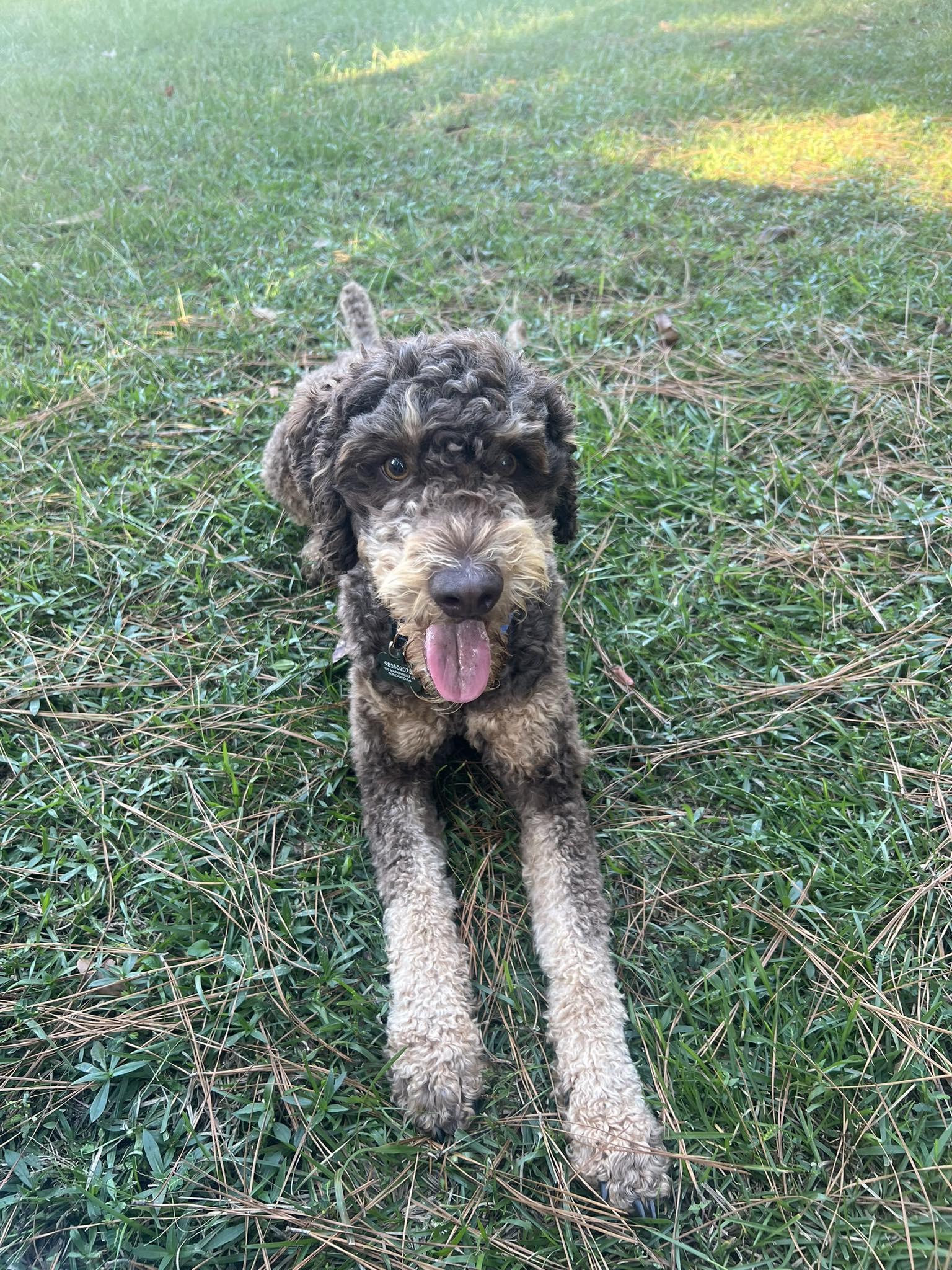 Huck , ADOPTABLE, Adult Male Poodle.
