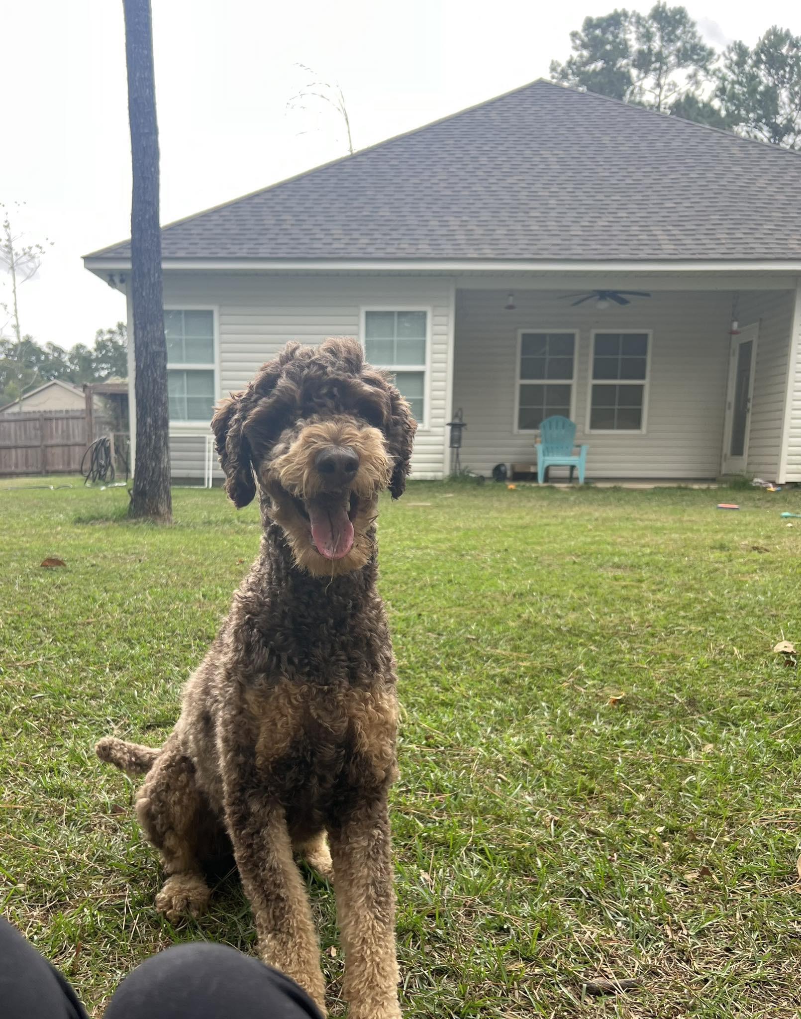 Enlarge Huck , a ADOPTABLE Poodle in Baker, LA image 3/6