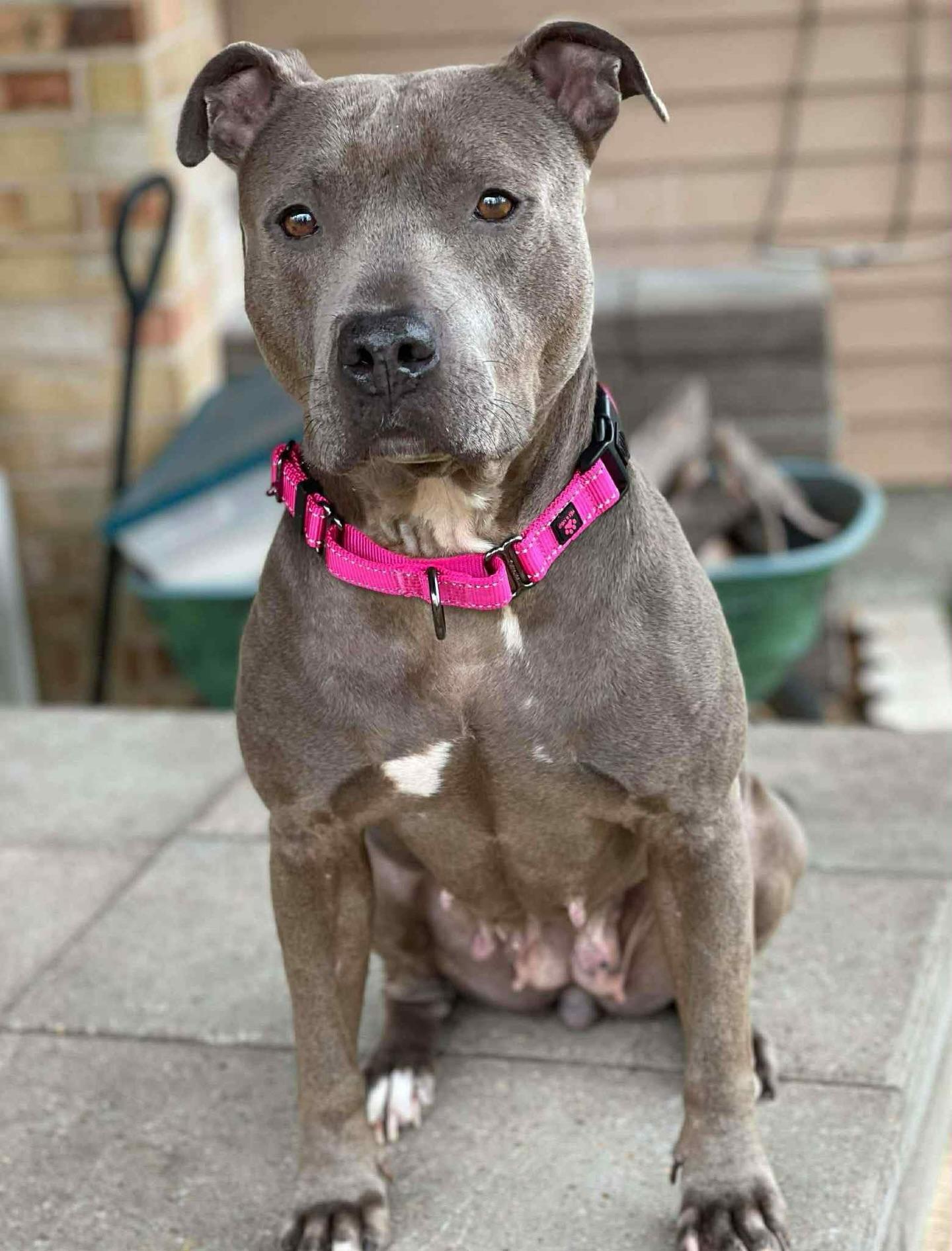 Sephora, a ADOPTABLE mixed breed in Salem, NH image 1/4