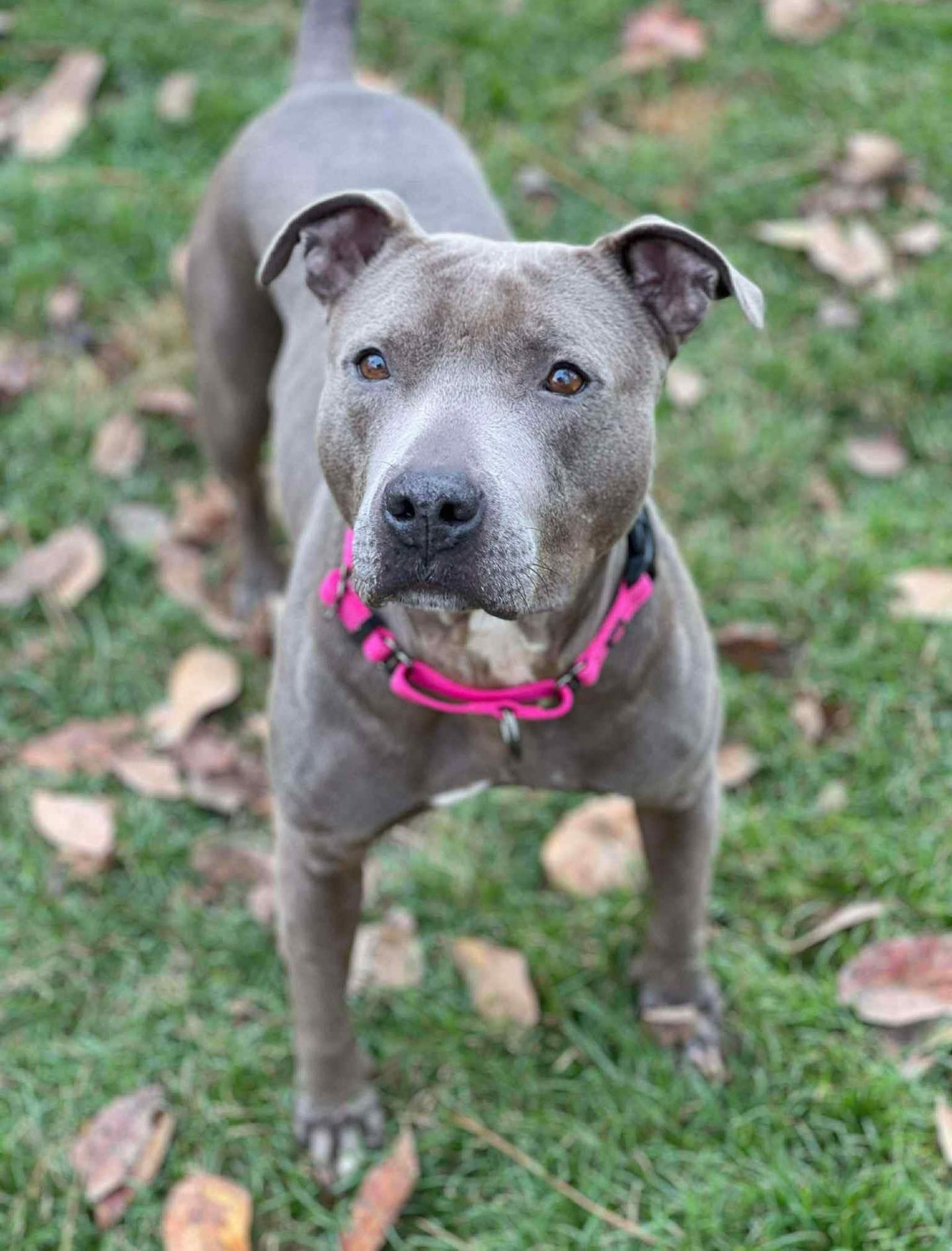 Sephora, a ADOPTABLE mixed breed in Salem, NH image 2/4
