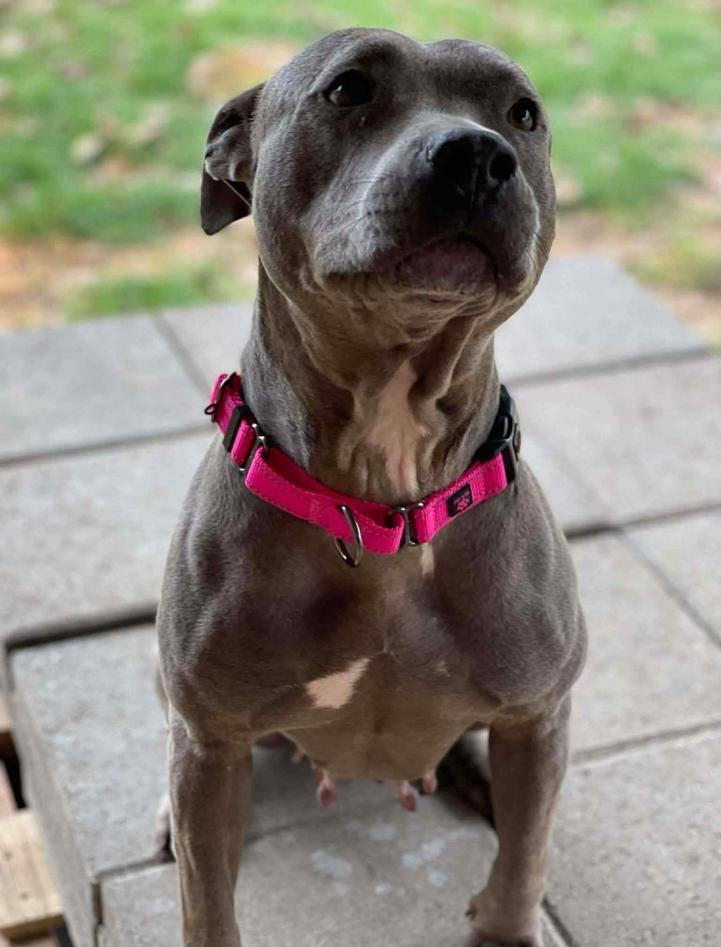 Sephora, a ADOPTABLE mixed breed in Salem, NH image 3/4