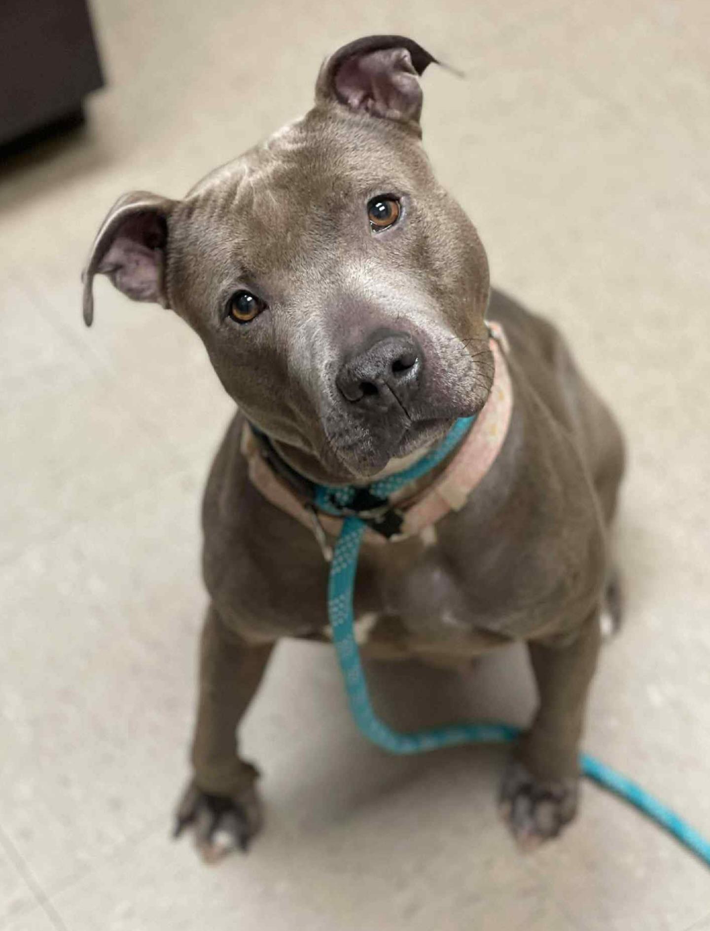 Sephora, a ADOPTABLE mixed breed in Salem, NH image 4/4