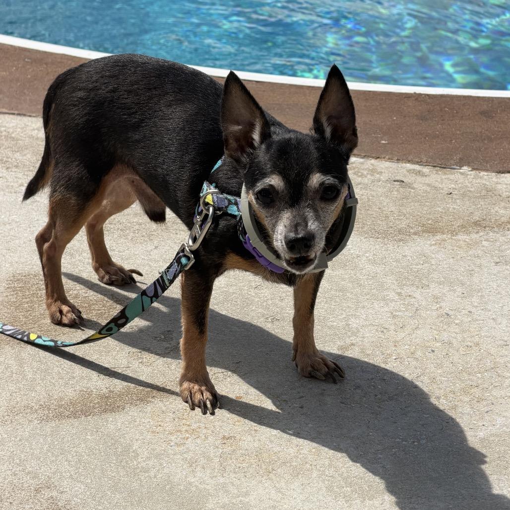 Spike, Adoptable, Senior Male Chihuahua.