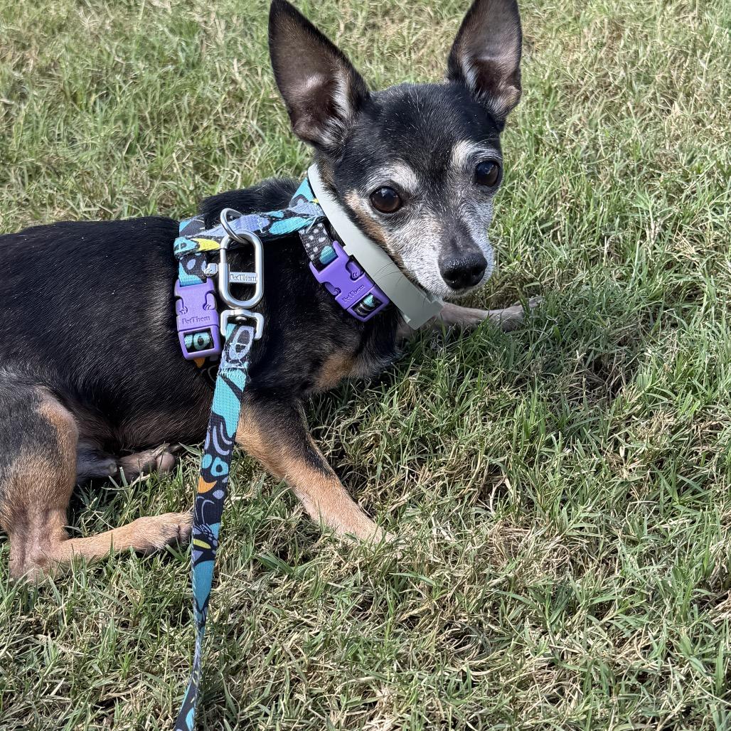 Enlarge Spike, a Adoptable Chihuahua in Austell, GA image 2/6