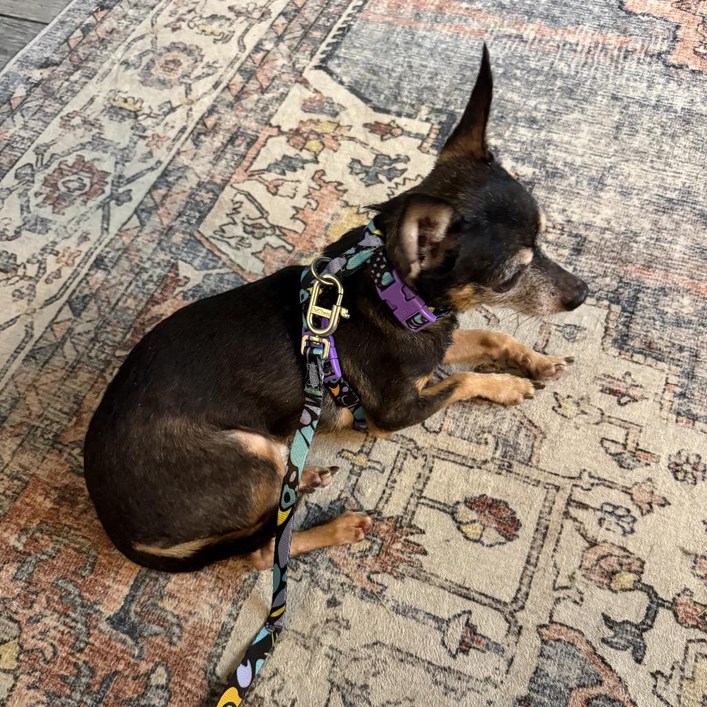Enlarge Spike, a Adoptable Chihuahua in Austell, GA image 3/6