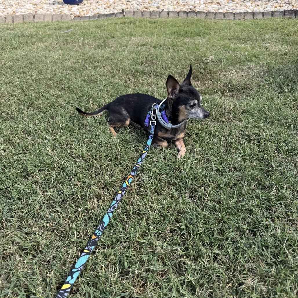 Enlarge Spike, a Adoptable Chihuahua in Austell, GA image 5/6