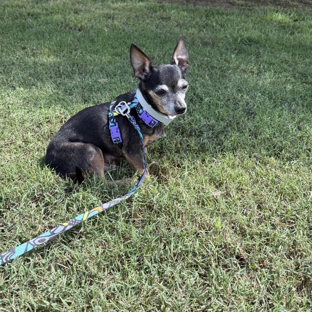 Enlarge Spike, a Adoptable Chihuahua in Austell, GA image 6/6