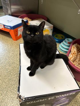 Enlarge Marston, a Adoptable Domestic Short Hair in Warwick, RI image 1/1