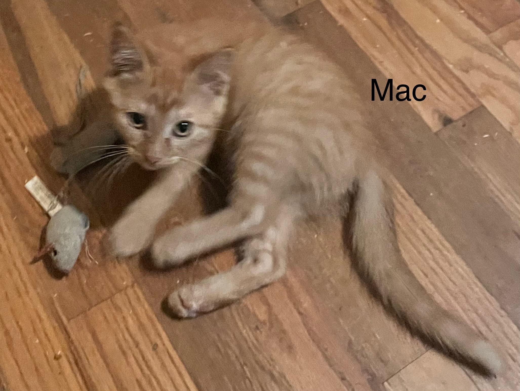 Mac (Allison-fostered New England), a Adoptable mixed breed in Warwick, RI image 2/4