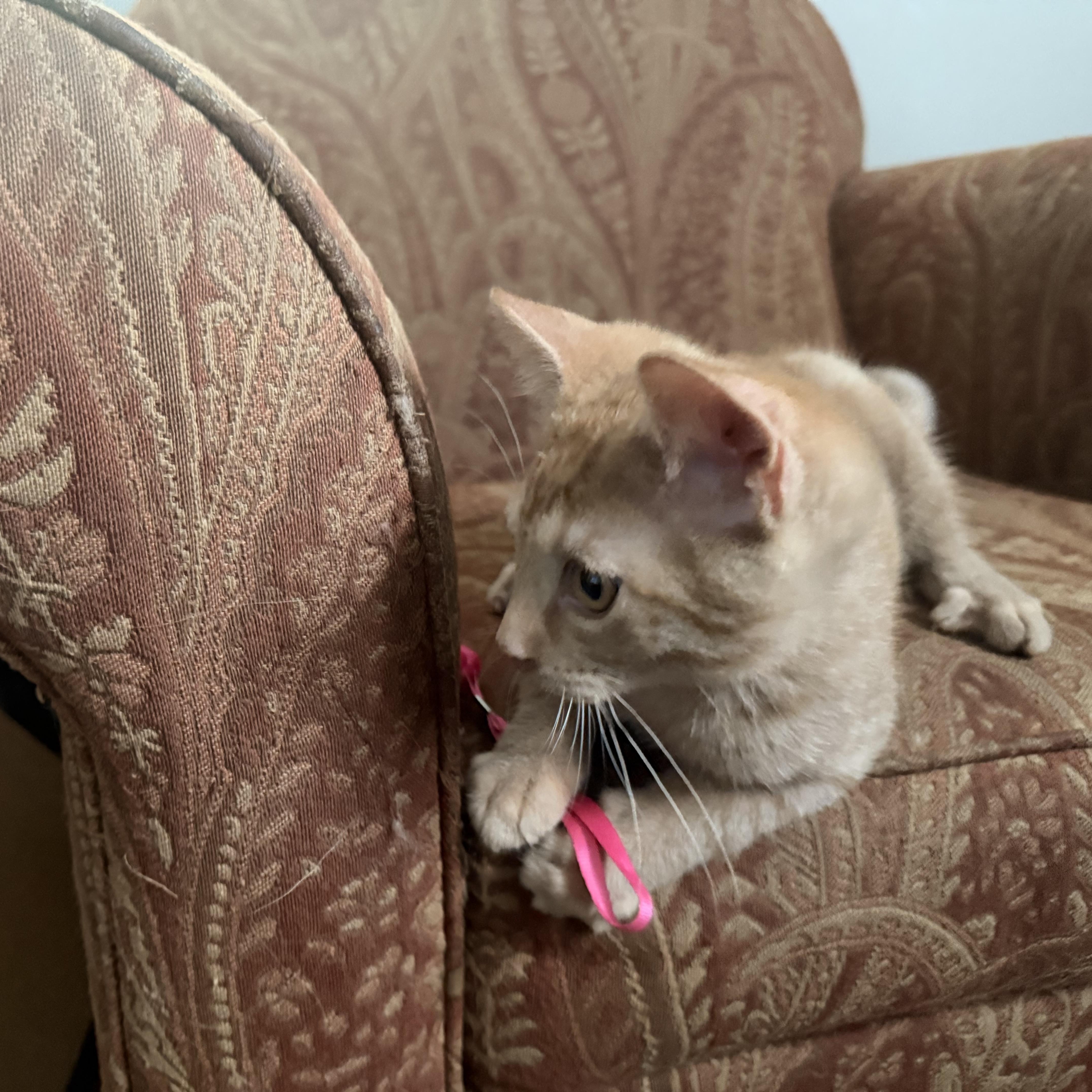 Mac (Allison-fostered New England), a Adoptable mixed breed in Warwick, RI image 1/4