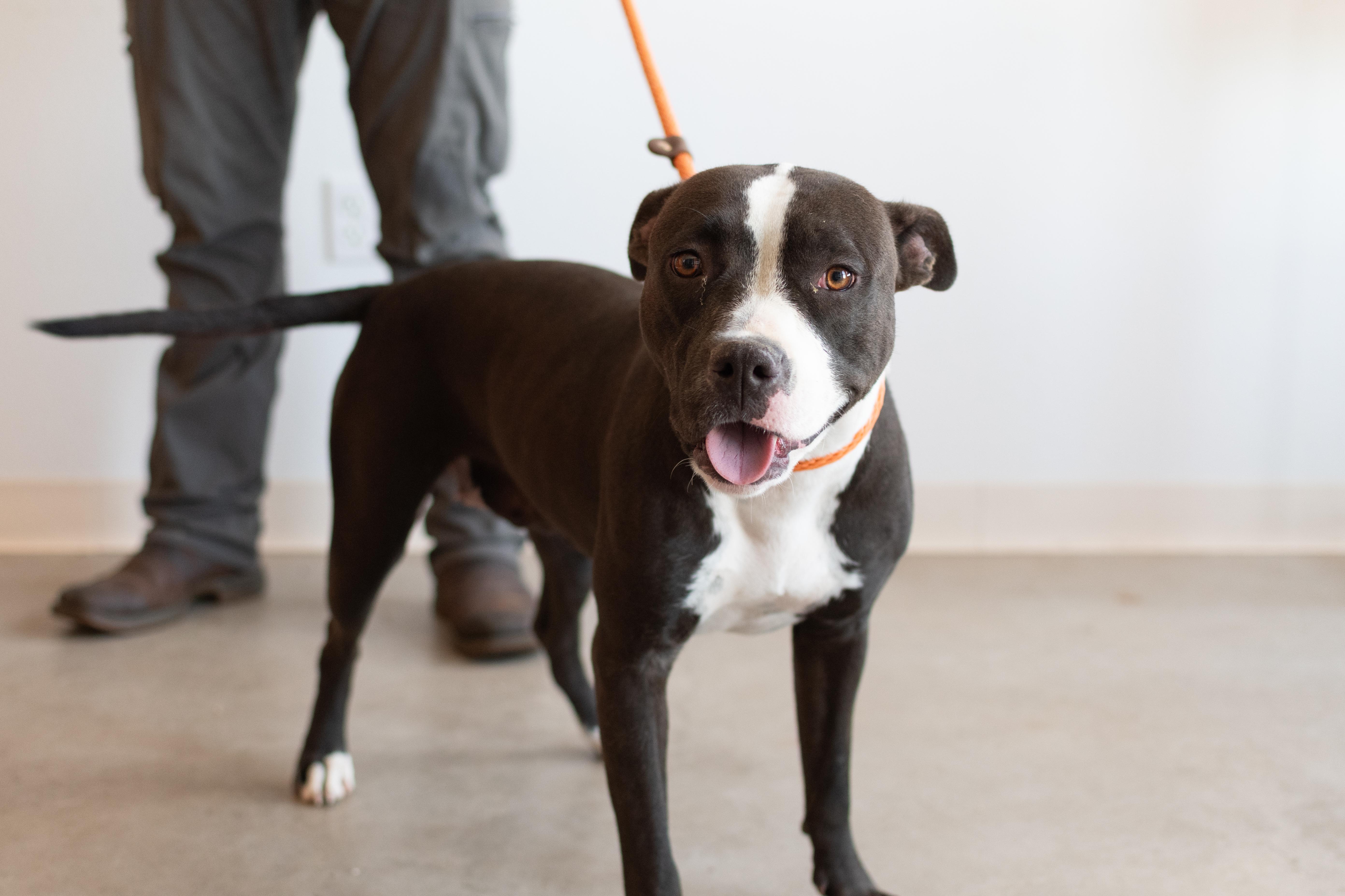 Enlarge Carlee, a Adoptable mixed breed in Sterling, CO image 1/4