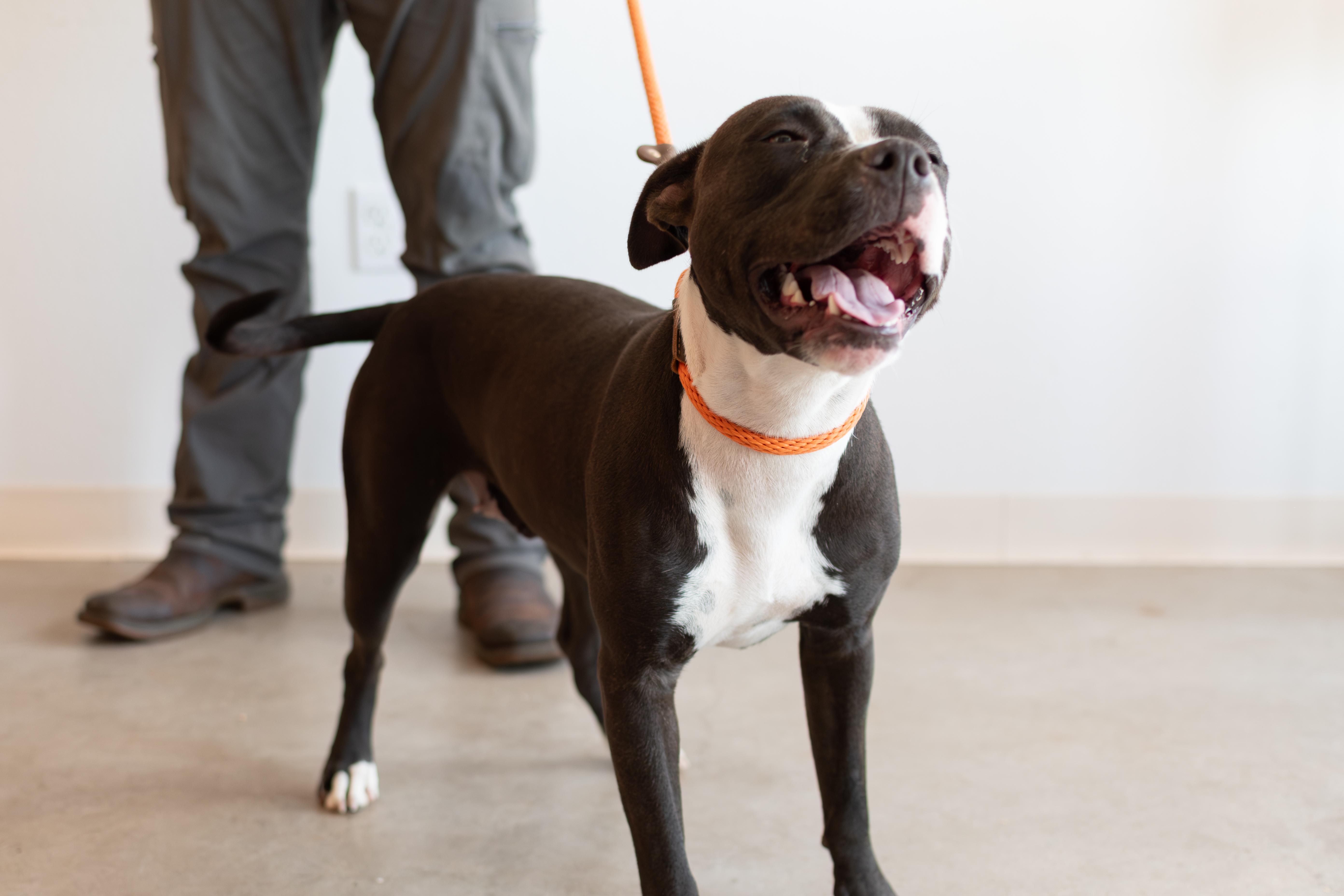 Enlarge Carlee, a Adoptable mixed breed in Sterling, CO image 2/4