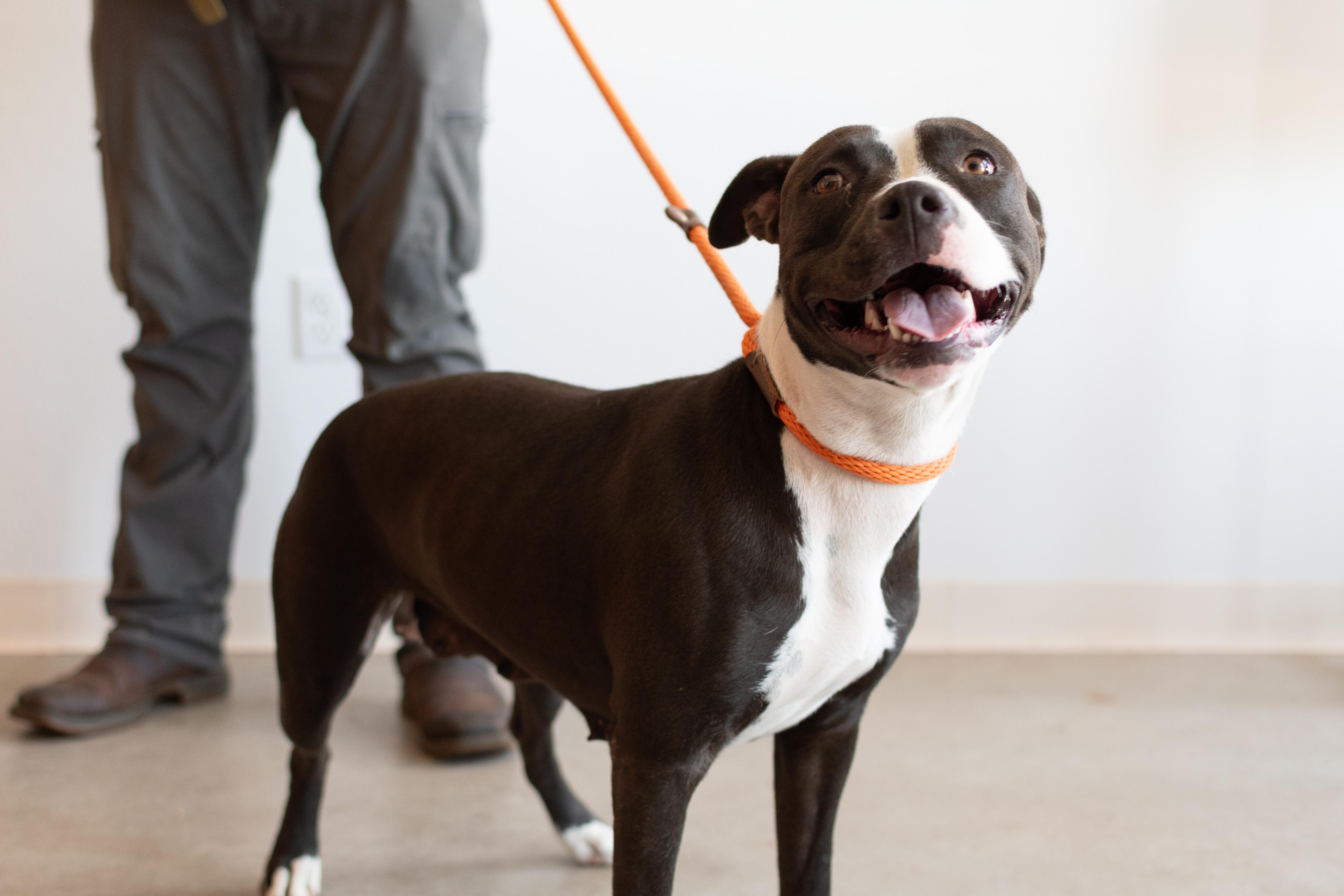 Enlarge Carlee, a Adoptable mixed breed in Sterling, CO image 3/4