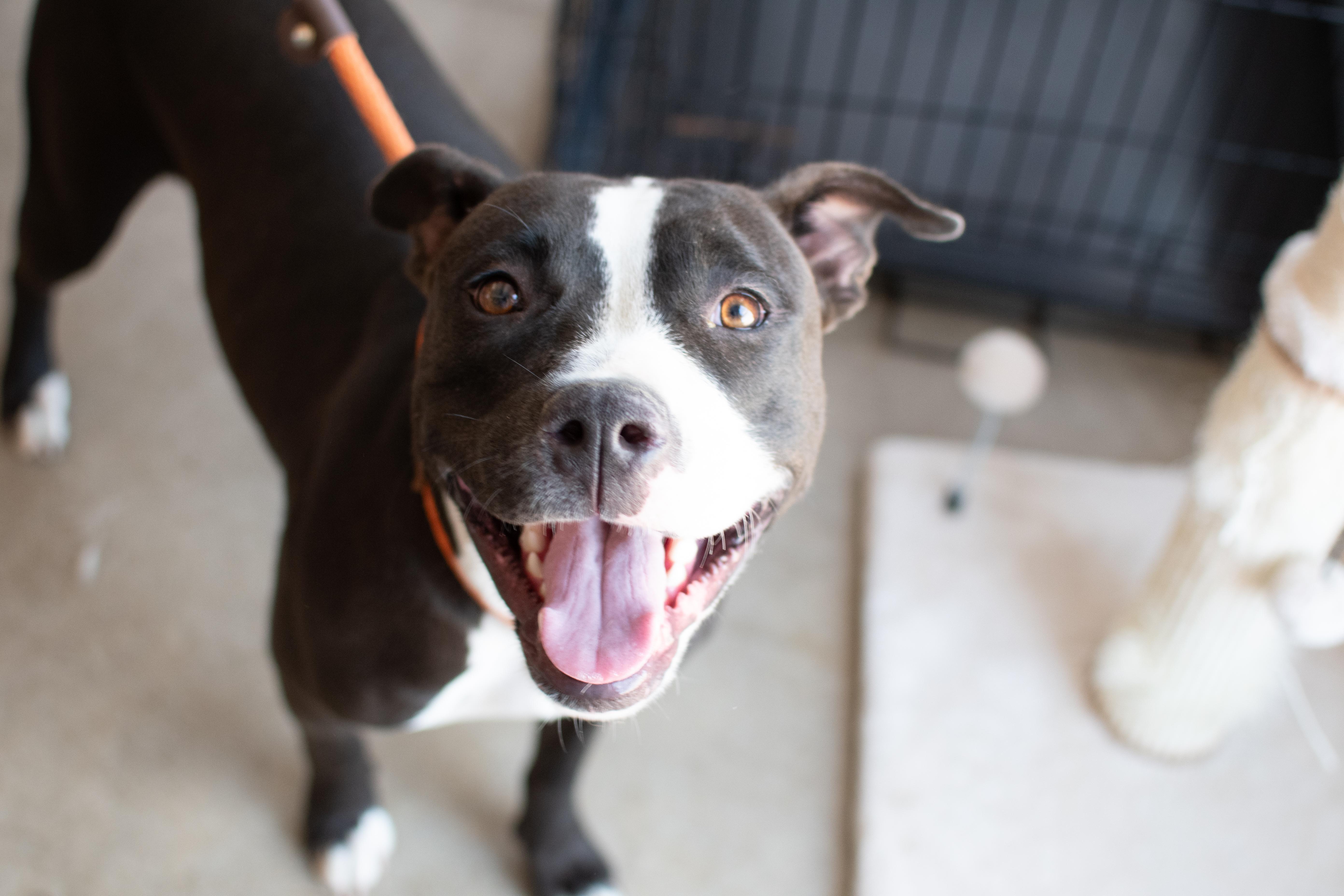 Enlarge Carlee, a Adoptable mixed breed in Sterling, CO image 4/4