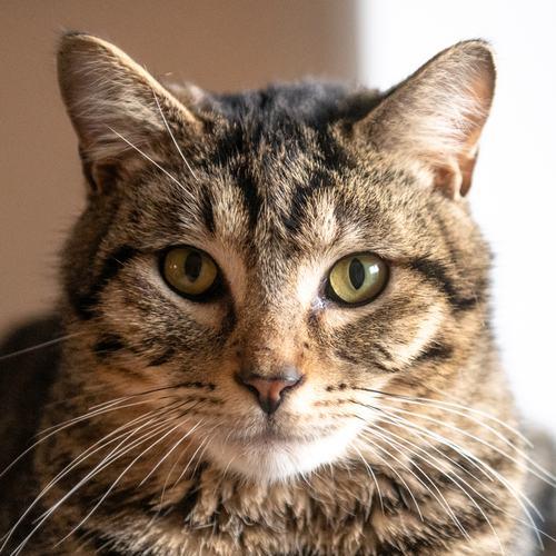 BOGIE, ADOPTABLE, Young Male Domestic Medium Hair.