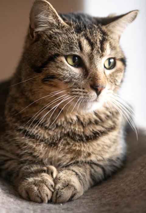 Enlarge BOGIE, a ADOPTABLE Domestic Medium Hair in Sequim, WA image 2/5