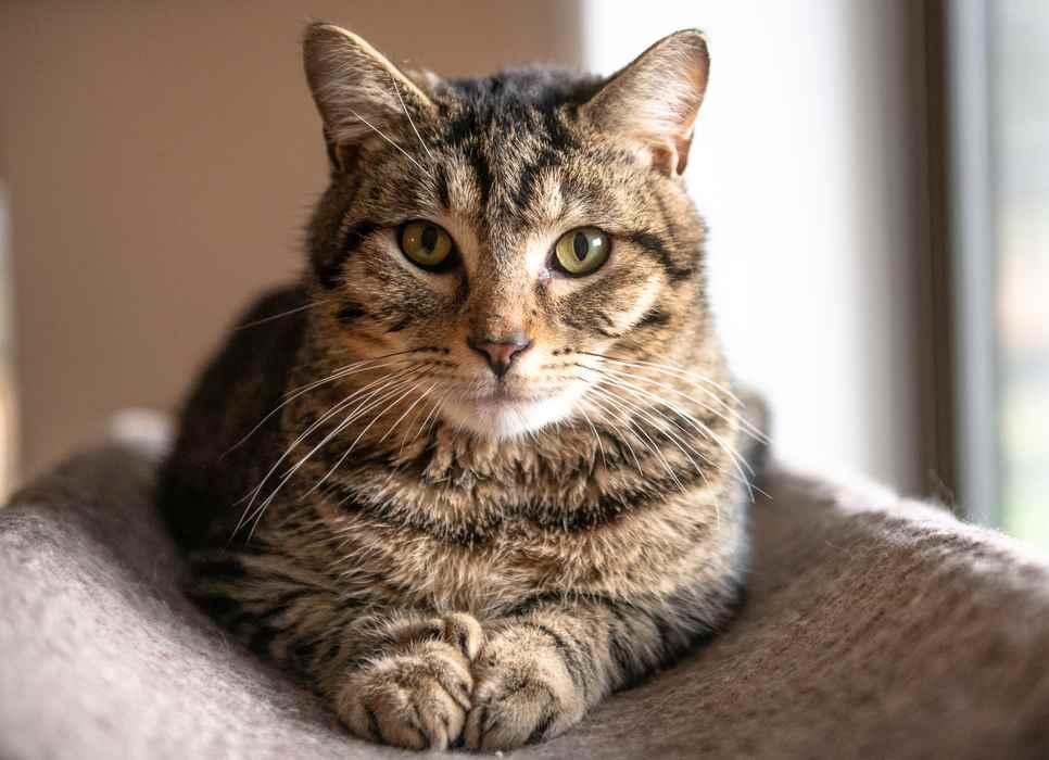 Enlarge BOGIE, a ADOPTABLE Domestic Medium Hair in Sequim, WA image 3/5