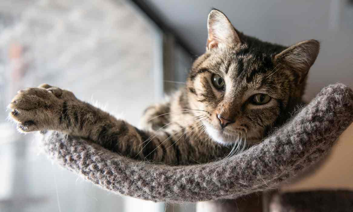 Enlarge BOGIE, a ADOPTABLE Domestic Medium Hair in Sequim, WA image 4/5