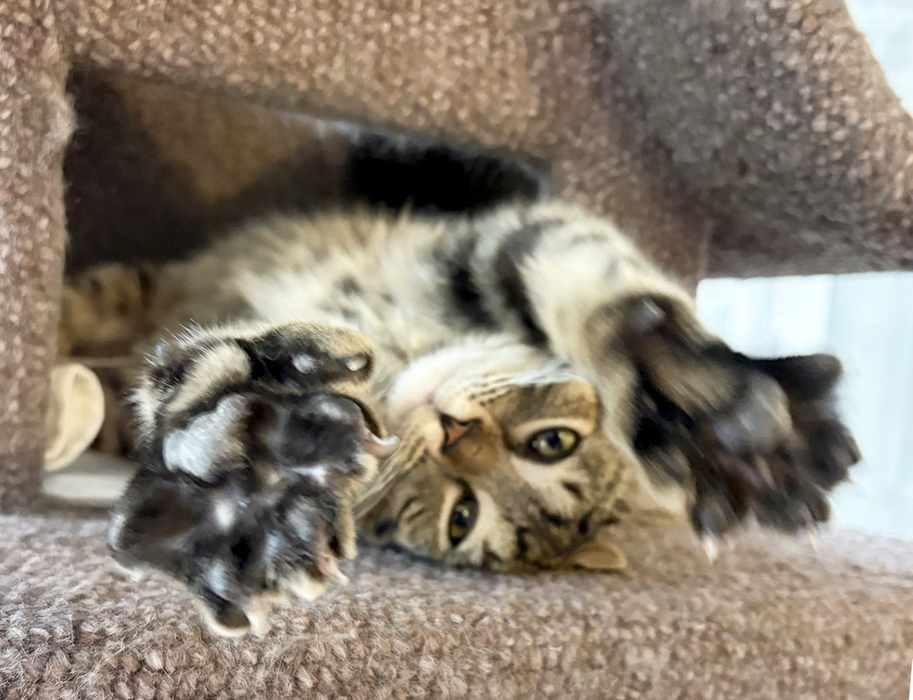 Enlarge BOGIE, a ADOPTABLE Domestic Medium Hair in Sequim, WA image 5/5