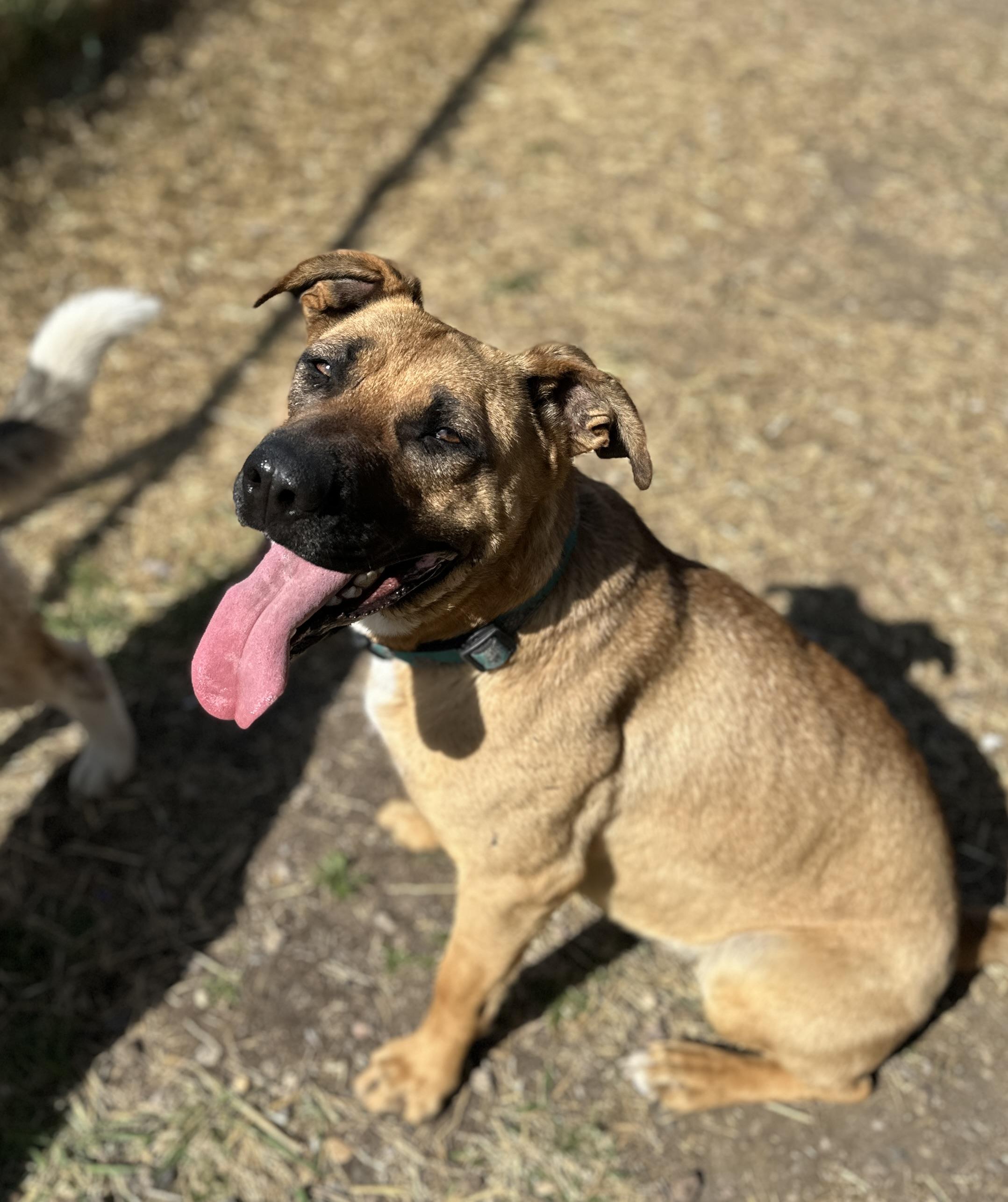 Daphne