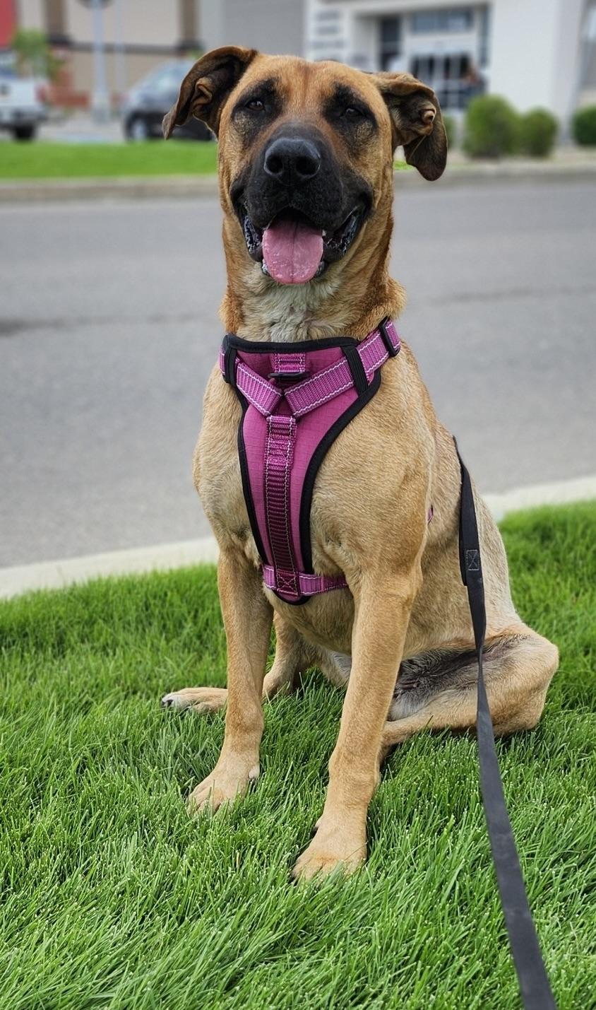 Daphne
