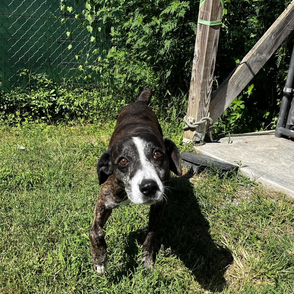 Enlarge Edmund, a Adoptable mixed breed in Caryville, TN image 1/6