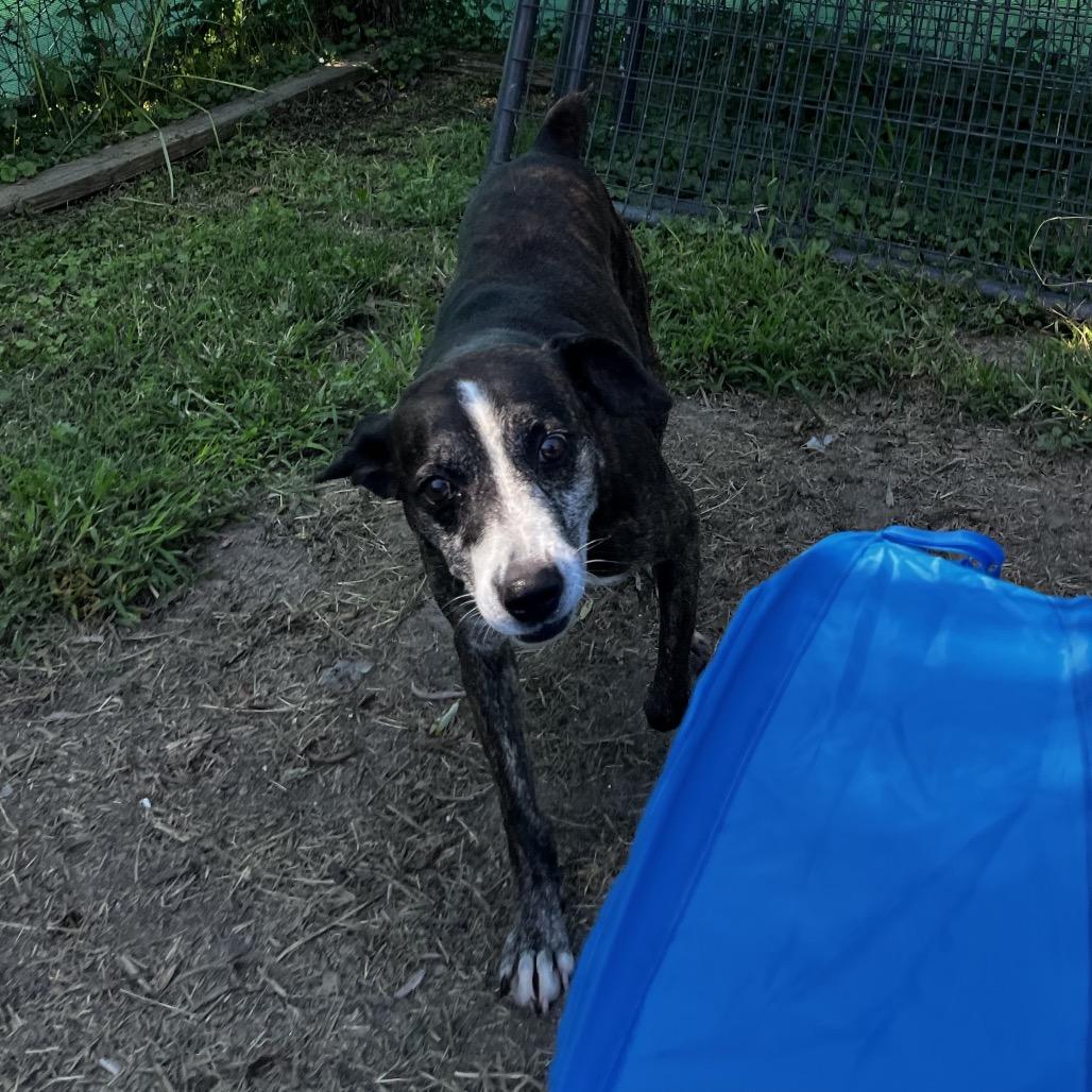 Enlarge Edmund, a Adoptable mixed breed in Caryville, TN image 2/6
