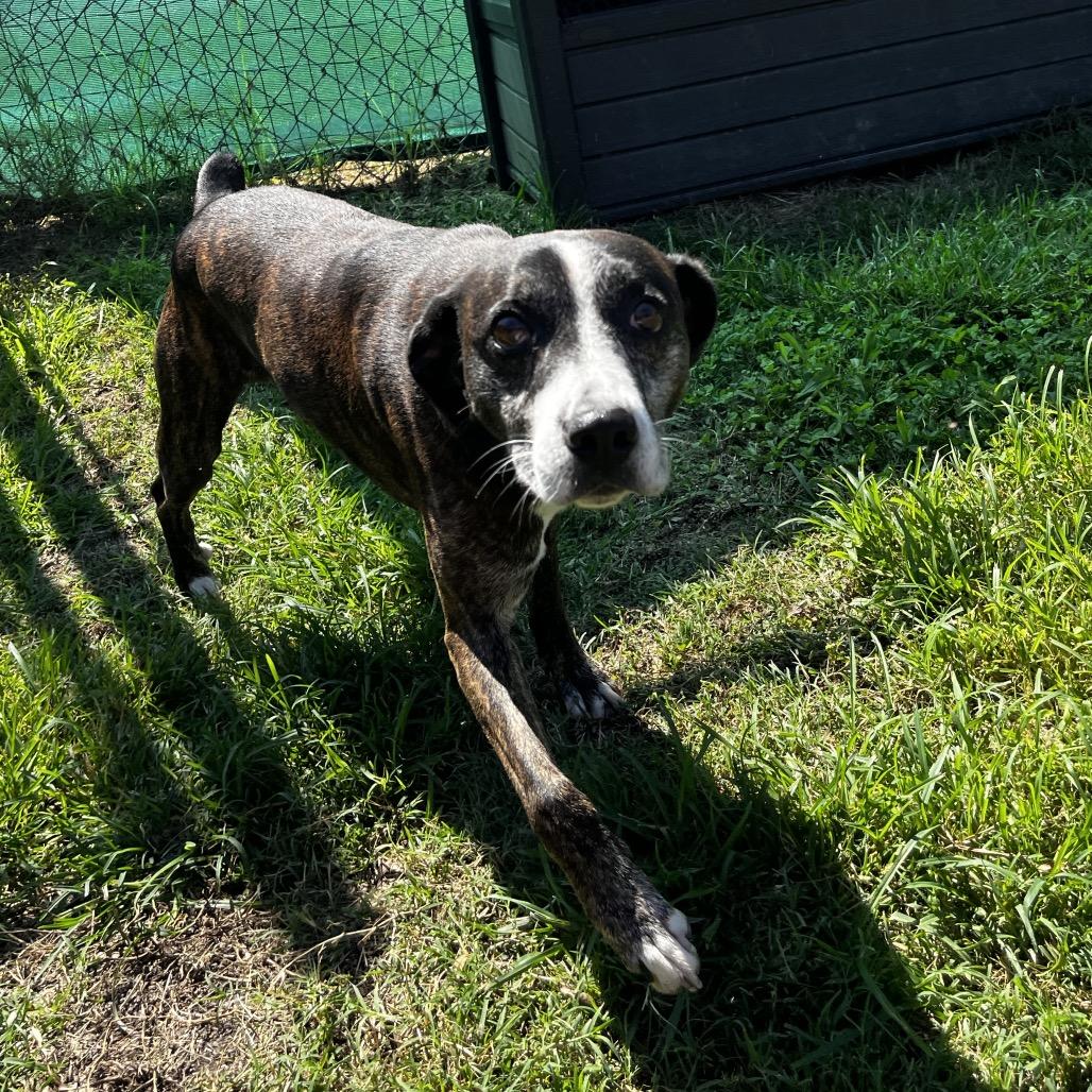 Enlarge Edmund, a Adoptable mixed breed in Caryville, TN image 3/6