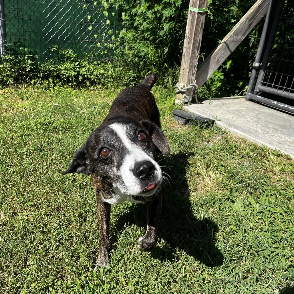 Enlarge Edmund, a Adoptable mixed breed in Caryville, TN image 4/6