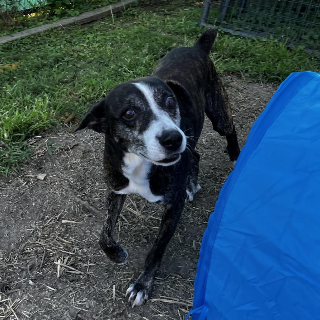 Enlarge Edmund, a Adoptable mixed breed in Caryville, TN image 5/6