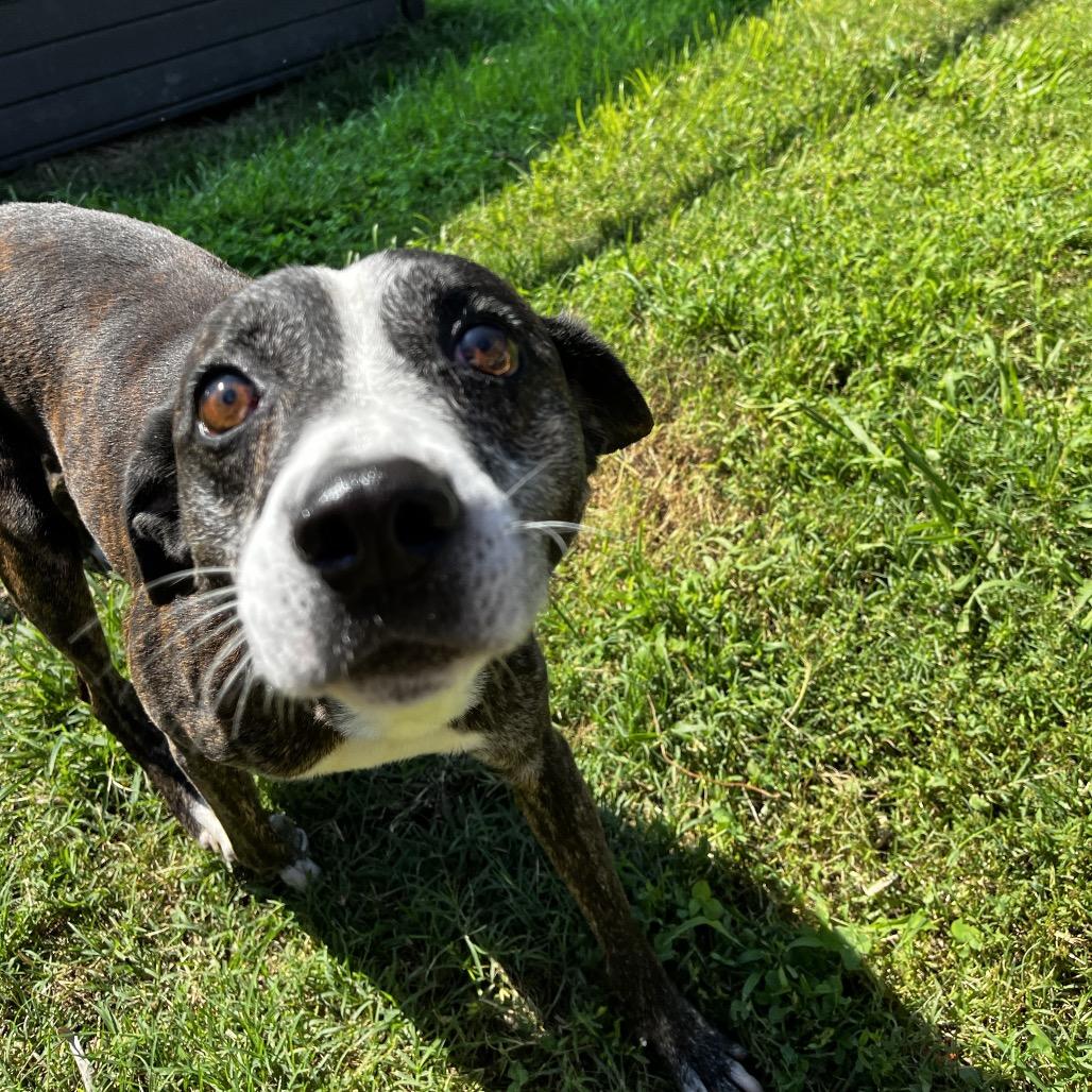 Enlarge Edmund, a Adoptable mixed breed in Caryville, TN image 6/6