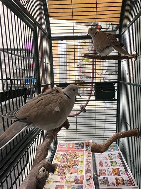 ERIN, Adoptable, Young Female Dove.