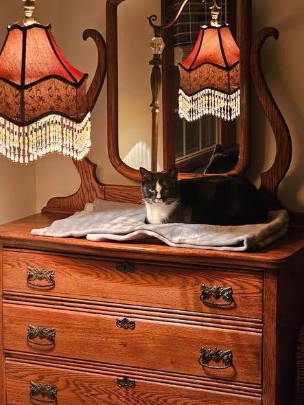 Enlarge Poppy, a Adoptable Domestic Short Hair in Sayreville, NJ image 1/3